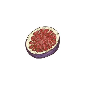 Hand drawn icon of cut fig fruit, engraving vector illustration isolated. Stock Illustration