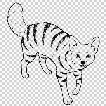 Hand drawn illustration of Aardwolf line art only Stock Illustration