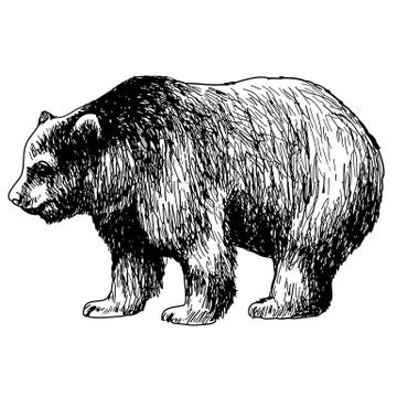 Hand drawn illustration of bear 스톡 일러스트