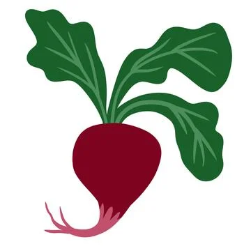 Hand drawn illustration of beetroot beet vegetable in minimalist flat style Ilustração Stock