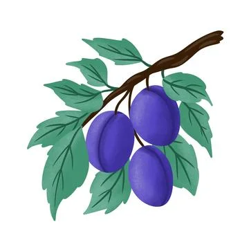 Hand drawn illustration of blue fruit plums on branch with green leaves. Fresh Stock Illustration
