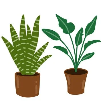 Hand drawn illustration elements of minimalist palm sanseviera snake plant Stock Illustration