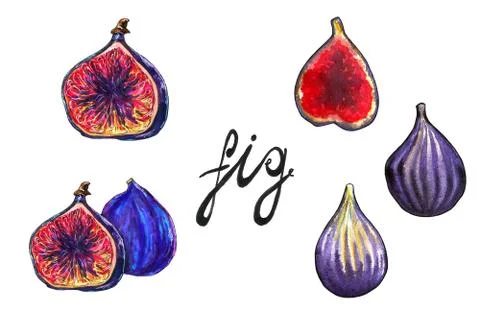 Hand drawn illustration of fig Stock Illustration