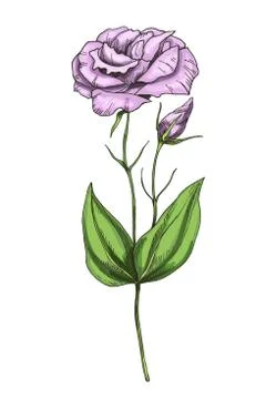 Hand-drawn illustration of lovely eustoma flower isolated on white background Stock Illustration