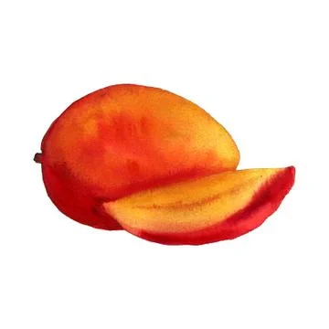 Hand drawn illustration of mango Stock Illustration