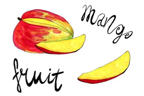 Hand drawn illustration of mango Stock Illustration