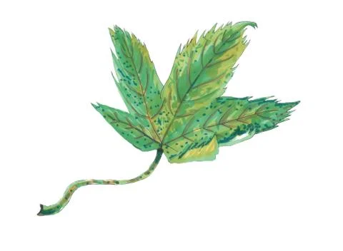Hand drawn illustration the Maple Leaf. Pen Markers. Stock Illustration
