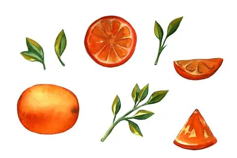 Hand drawn illustration of orange fruit Stock Illustration