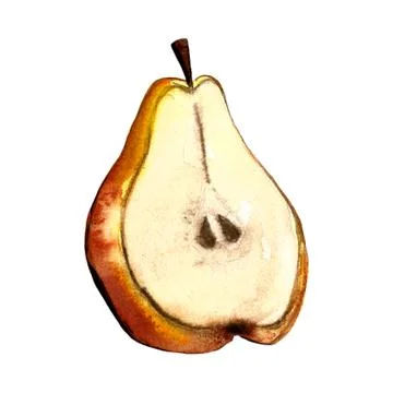 Hand drawn illustration of pear Stock Illustration