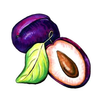 Hand drawn illustration of plum Stock Illustration