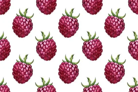 Hand drawn illustration of raspberry Illustrazione stock