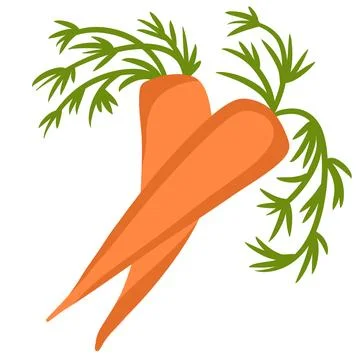 Hand drawn illustration with two orange ripe carrots, organic healthy natural Stock Illustration