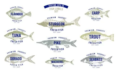 Hand drawn illustrations of fish with names in vintage style over white Stock Illustration