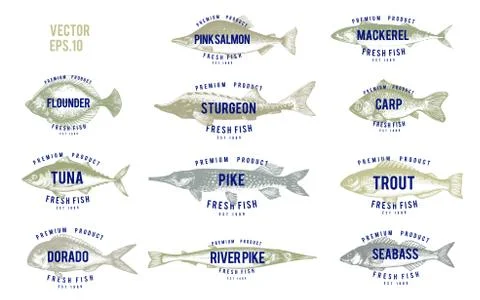 Hand drawn illustrations of fish with names in retro style over white background Stock Illustration