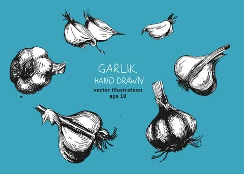 Hand drawn illustrations with garlics Stock Illustration