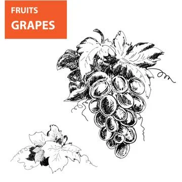 Hand drawn illustrations of grapes Stock Illustration