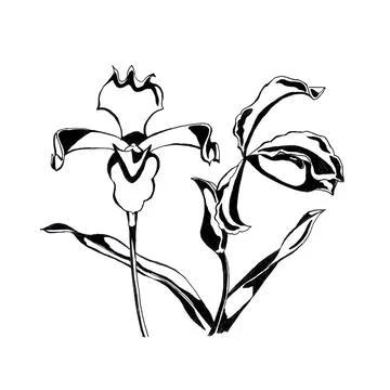 Hand drawn ink illustration of iris flowers Stock Illustration