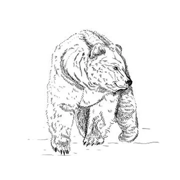 Hand drawn ink illustration. Vector black and white engrave isolated bear Stock Illustration