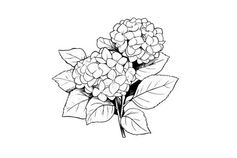 Hand drawn ink sketch hydrangea flowers. Vector illustration in engraving style. Stock Illustration