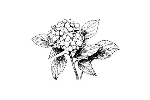 Hand drawn ink sketch hydrangea flowers. Vector illustration in engraving style. Stock Illustration