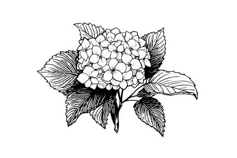 Hand drawn ink sketch hydrangea flowers. Vector illustration in engraving style. Stock Illustration