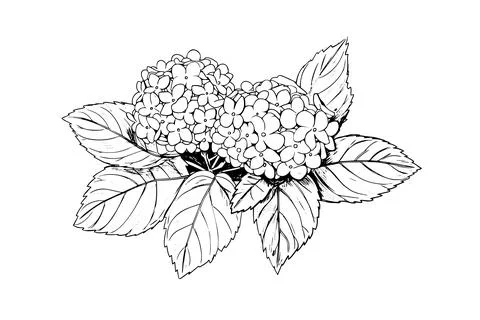 Hand drawn ink sketch hydrangea flowers. Vector illustration in engraving style. Stock Illustration