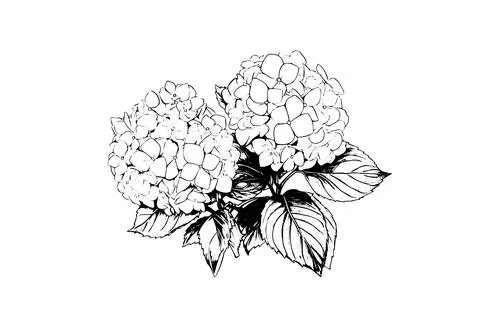 Hand drawn ink sketch hydrangea flowers. Vector illustration in engraving style. Stock Illustration