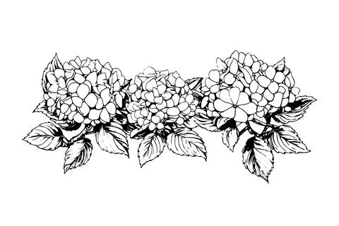 Hand drawn ink sketch hydrangea flowers. Vector illustration in engraving style. Stock Illustration
