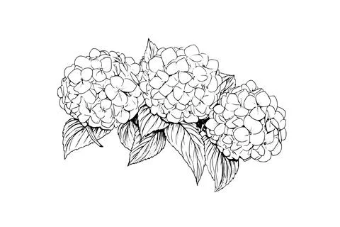 Hand drawn ink sketch hydrangea flowers. Vector illustration in engraving style. Stock Illustration