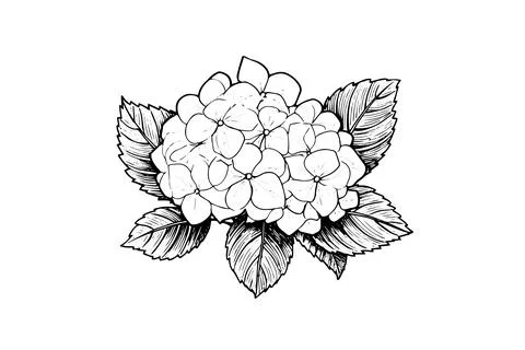 Hand drawn ink sketch hydrangea flowers. Vector illustration in engraving style. Illustrazione stock