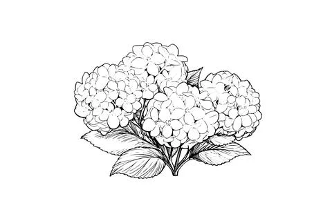 Hand drawn ink sketch hydrangea flowers. Vector illustration in engraving style. Stock Illustration