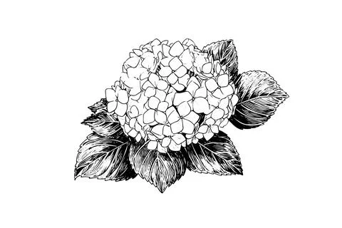 Hand drawn ink sketch hydrangea flowers. Vector illustration in engraving style. Stock Illustration