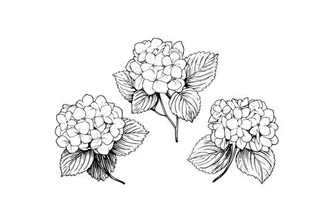 Hand drawn ink sketch hydrangea flowers. Vector illustration in engraving style. Stock Illustration