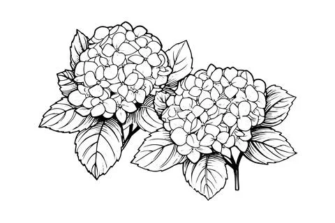 Hand drawn ink sketch hydrangea flowers. Vector illustration in engraving style. Stock Illustration