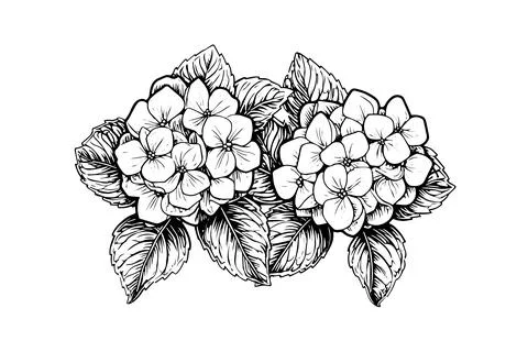 Hand drawn ink sketch hydrangea flowers. Vector illustration in engraving style. Stock Illustration