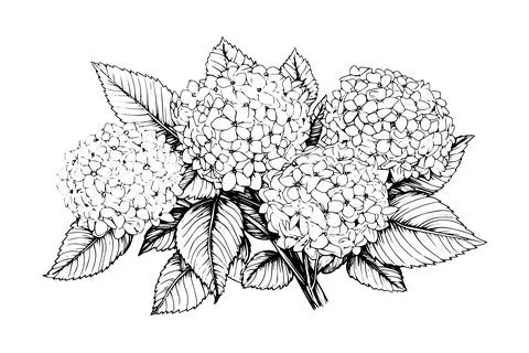 Hand drawn ink sketch hydrangea flowers. Vector illustration in engraving style. Stock Illustration