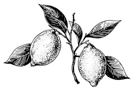 Hand drawn ink sketch vector illustration of lemon. Citrus in engraving style Stock Illustration