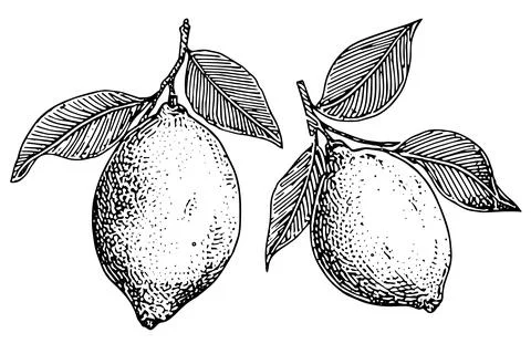 Hand drawn ink sketch vector illustration of lemon. Citrus in engraving style Stock Illustration
