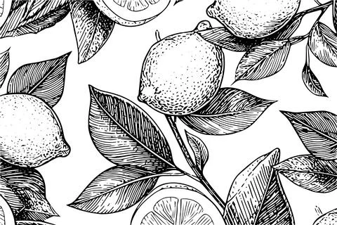 Hand drawn ink sketch vector illustration of lemon. Citrus in engraving style Stock Illustration