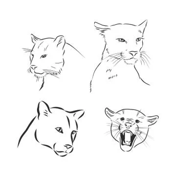 Hand-drawn ink vector drawing. Wild animal cougar in full growth side view. N 스톡 일러스트