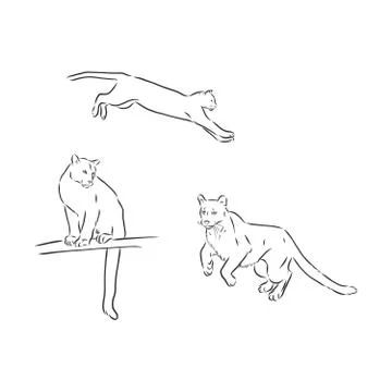 Hand-drawn ink vector drawing. Wild animal cougar in full growth side view. N 스톡 일러스트