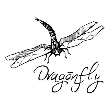 Hand drawn ink vector illustration of dragonfly sketch style iso Stock Illustration