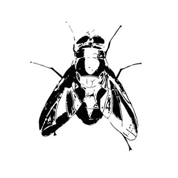 Hand drawn insect vector scribble icon illustration . Illustrazione stock