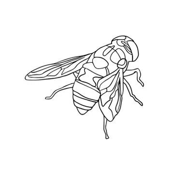 Hand drawn insect vector scribble icon illustration . Stock Illustration