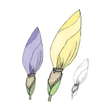 Hand drawn iris buds. Sketch, vector illustration. Ilustración de archivo