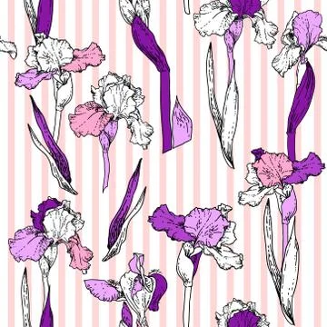 Hand drawn iris Stock Illustration