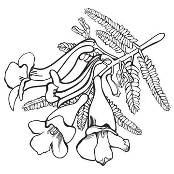 Hand-drawn Jacaranda Flowers Illustrazione stock