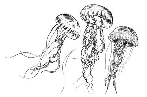 Hand drawn jellyfish. Vector illustration. Sea collection Stock Illustration