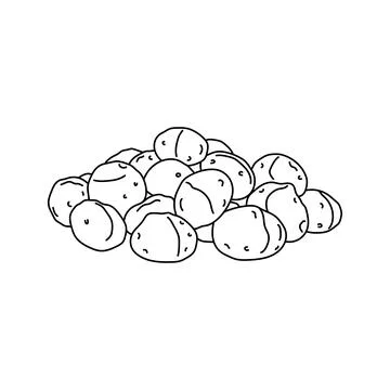 Hand drawn Kids drawing vector Illustration macadamia nuts in a cartoon sty.. Stock Illustration
