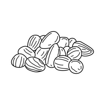 Hand drawn Kids drawing vector Illustration bunya nuts in a cartoon style I.. Stock Illustration